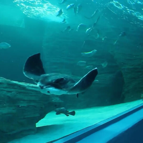 How to rehome a stingray